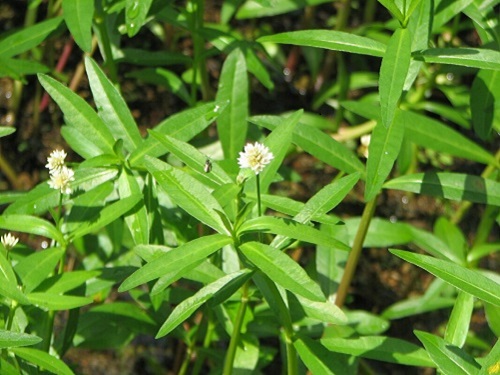 alligator_weed_small