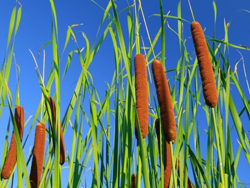 cattails_small