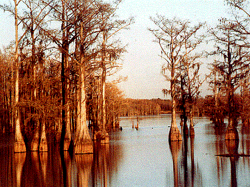 cypress_lake